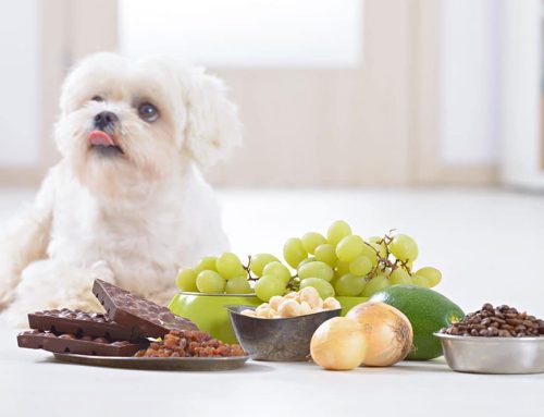 Pet Poison Hazards at Home: What to Keep Out of Reach