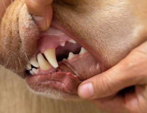 Best Dental Chews and Toys for Dogs and Cats