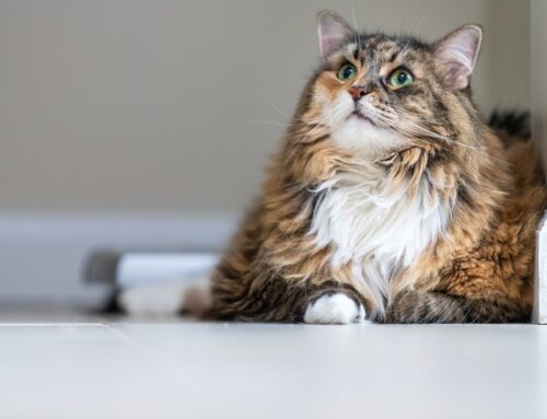 Senior Pet Care: Keeping Your Aging Pet Comfortable