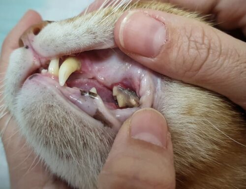 Is It Time for a Dental Cleaning? How Often Dogs and Cats Need One