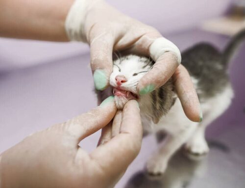 Pet Dental Emergencies We See Most Often- and How to Avoid Them