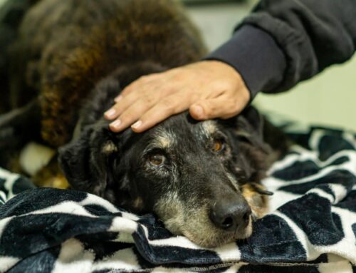 End-of-Life Care: Supporting Your Pet with Compassion and Dignity