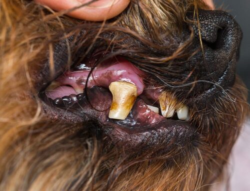 How Dental Disease Affects More Than Just Your Pet’s Mouth