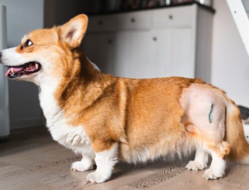 Caring for Pets with Osteoarthritis: A Comprehensive Guide