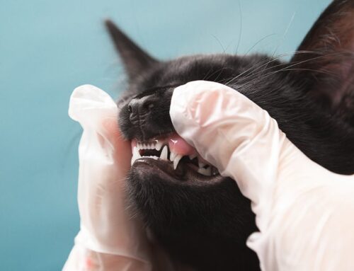 Tooth Root Abscesses in Dogs and Cats: Signs, Causes, and Treatment