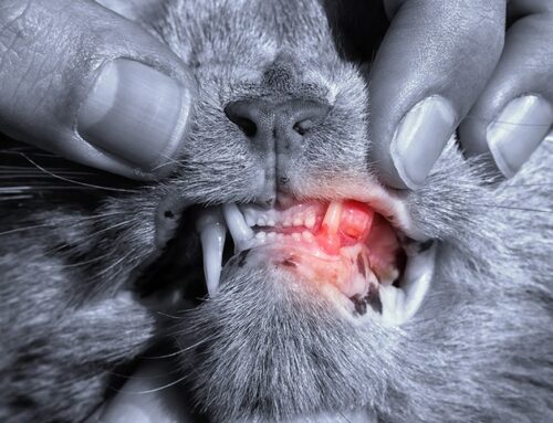 Stomatitis in Cats: Why It’s So Painful and What We Can Do to Help