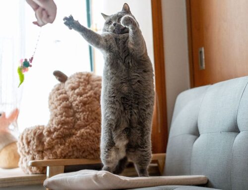 The Importance of Enrichment for Indoor Cats: Keeping Their Minds and Bodies Healthy