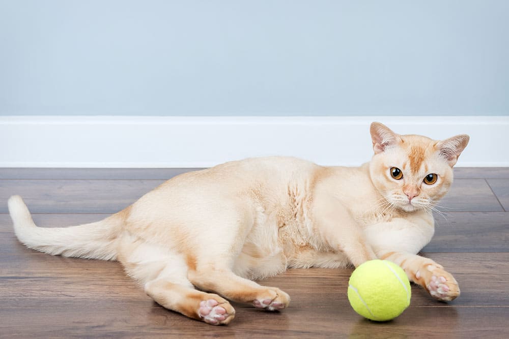 Light-colored, short-haired cat lying down on a hardwood floor next to a bright yellow tennis ball, with a light blue wall in the background. Image suggests pet playtime and exercise.