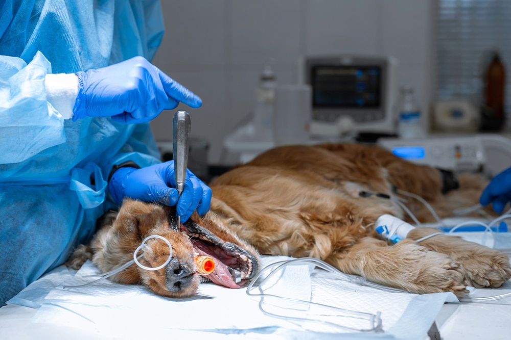 A Golden Retriever or Cocker Spaniel dog lying on a surgical table under general anesthesia, with a veterinarian in blue scrubs and gloves performing intubation using a laryngoscope. Monitoring equipment is visible in the background.
