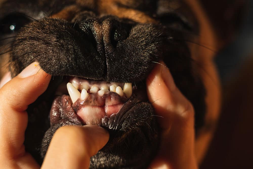 Extreme close-up of a dark-furred dog's mouth as hands pull back the lips to reveal the small white teeth and pink gums.
