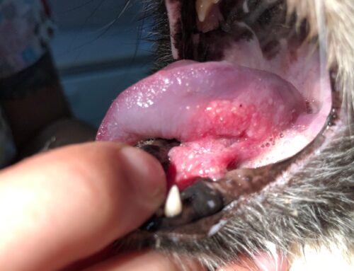 Oral Tumors in Pets: What to Look for and When to Act