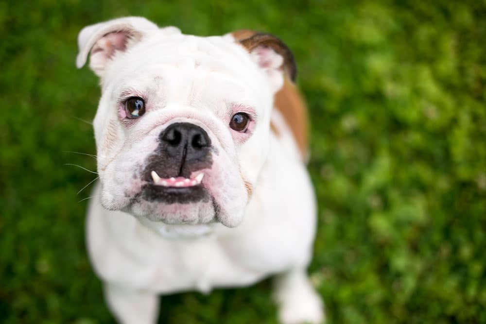 High-angle close-up of a white and brown English Bulldog sitting on a green lawn, looking up at the camera with a slight underbite showing its teeth.