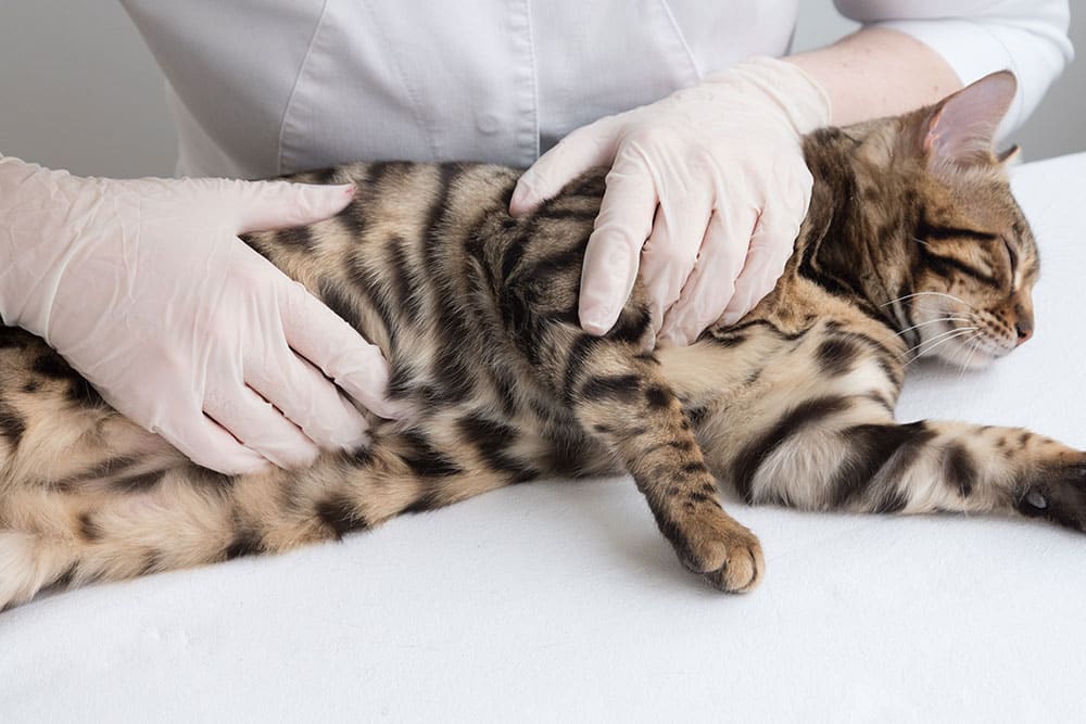 A veterinarian in a white coat and gloves gently presses on the abdomen of a spotted Bengal cat lying on an examination table.