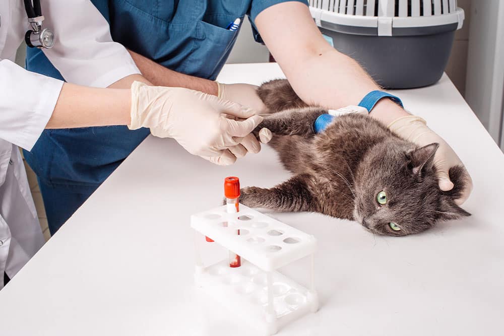 Two veterinary professionals in scrubs and gloves collect a blood sample from the front leg of a grey cat lying on an exam table.
