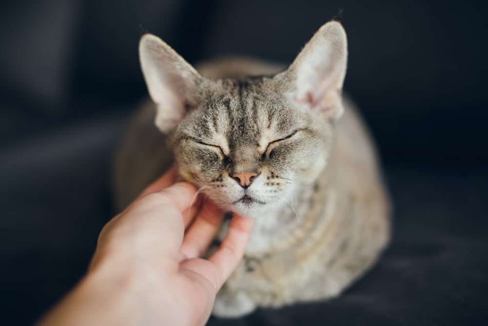 A person’s hand gently scratches the chin of a grey tabby cat, who has its eyes closed in a peaceful, happy expression.