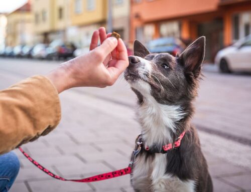 Leash Pulling & Loose-Leash Training: Vet- Recommended Tools and Techniques