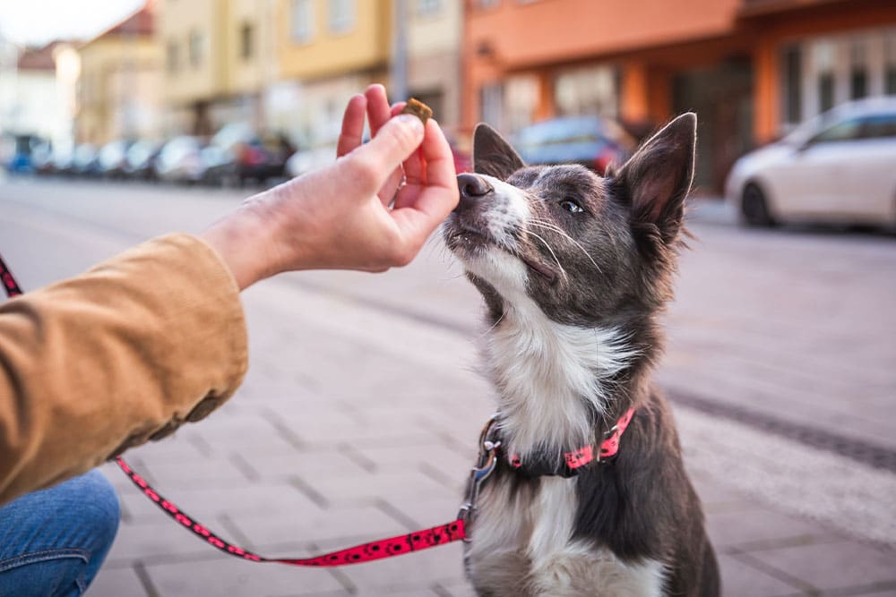 A person's hand offers a small treat to a focused, black-and-white dog wearing a pink patterned collar and leash on a city sidewalk.