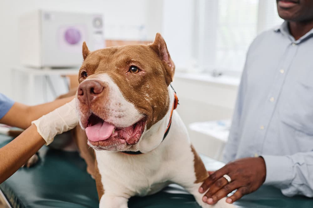 A brown and white Pitbull sits calmly on an exam table while a veterinarian and its owner provide comfort during a checkup.