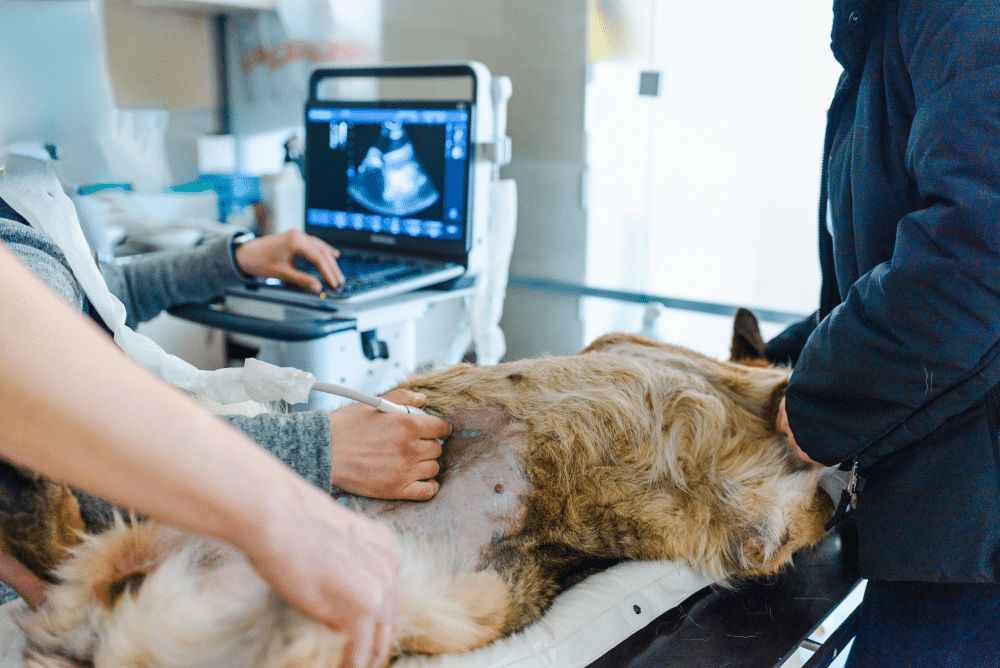 A veterinarian performing an ultrasound scan on a dog at a veterinary clinic.
