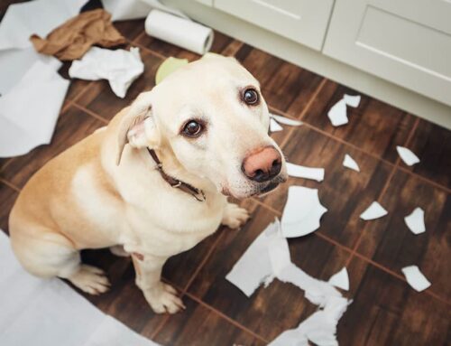 Sudden Aggression or Disorientation: When Behavior Signals Pain