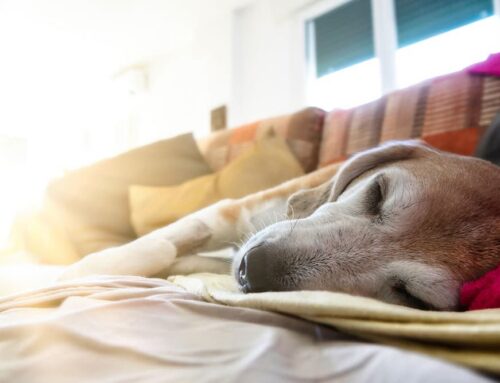 Surgery at St. Petersburg: How electrosurgery and our team create the highest standards of surgical care