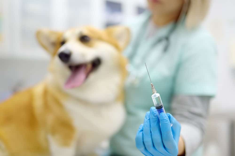 Vet examining a calm dog during a routine veterinary check‑up inside a clinic.
