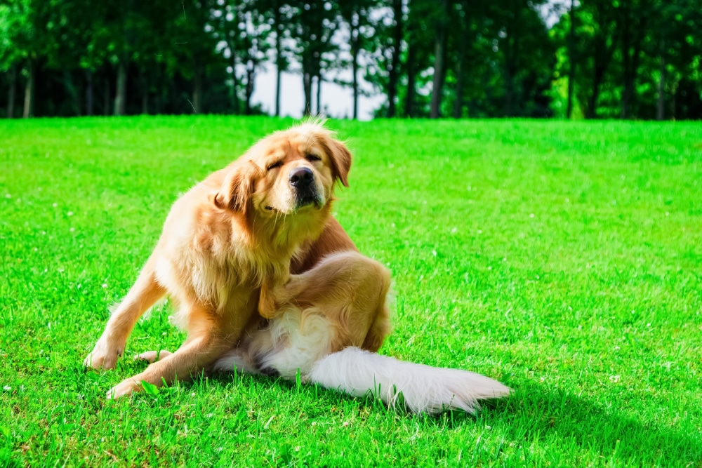 Itchy dog scratching body from seasonal or environmental allergies.