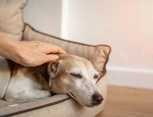 Noise Phobias Beyond Fireworks: Thunderstorms, Appliances, and Solutions