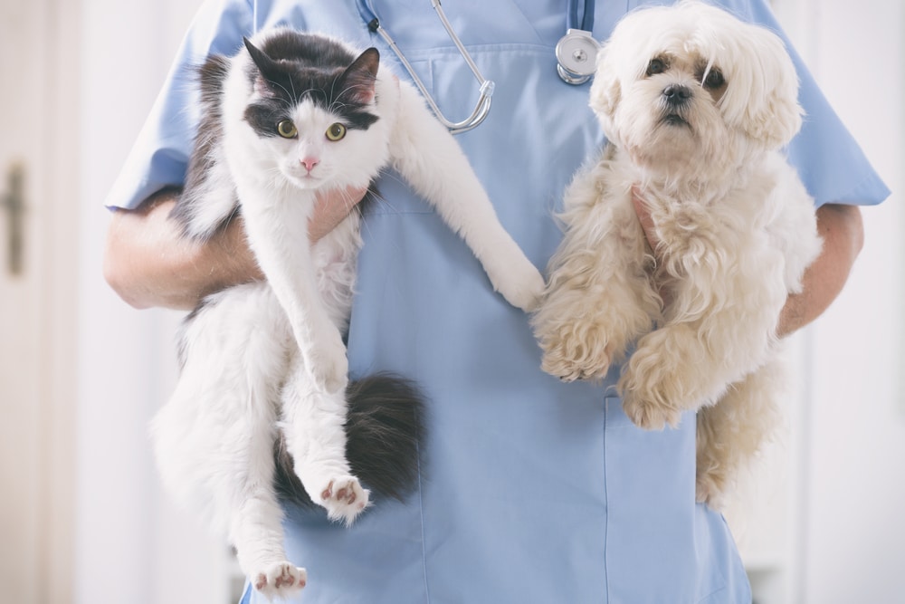 A veterinarian in blue scrubs holds a fluffy black and white cat and a small white dog during a routine wellness checkup.