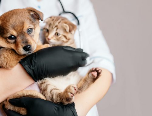 Life-Stage Care: Puppy/Kitten, Adult, Senior—What Changes When