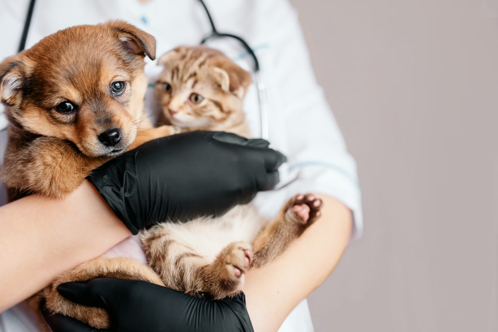 A veterinarian wearing black gloves and a stethoscope holds a brown puppy and a tabby kitten together during a clinic visit.