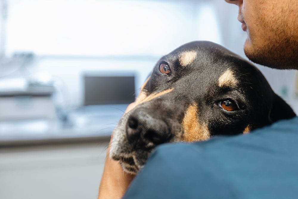 A close-up of a black and tan dog resting its head on a man's shoulder in a veterinary clinic, looking calm and supported.