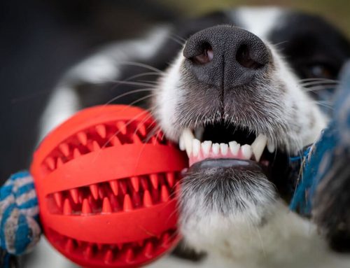 Toys That Cause Dental Damage: How to Choose Safe Play Options for Your Pet