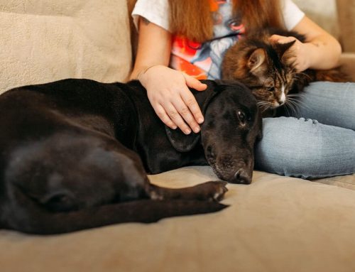 Senior Pet Home Modifications: Ramps, Rugs, and Routines