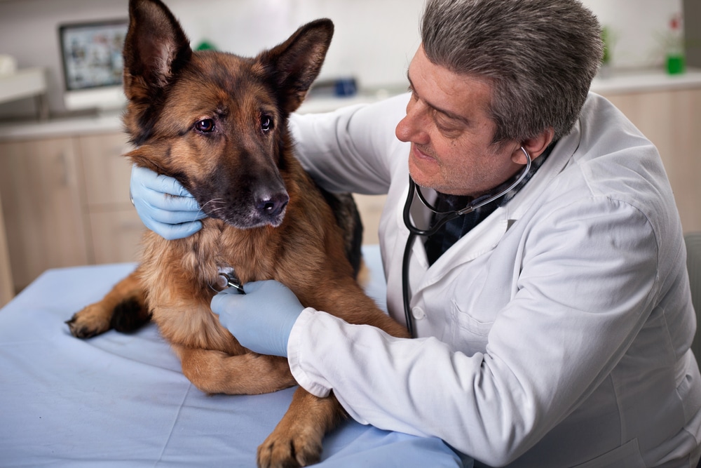 A veterinarian performing a preventive care checkup to maintain a pet’s health and detect issues early.