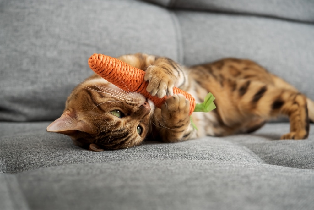Bengal cat playing with a soft carrot toy on a sofa, demonstrating a safe and gentle play option that helps prevent dental damage.