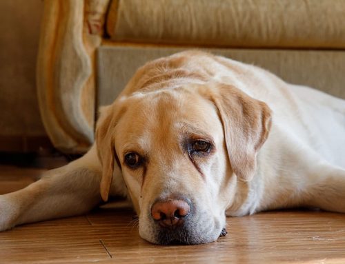 How Can You Tell if Your Dog’s Back Pain Is Something Serious Like IVDD?