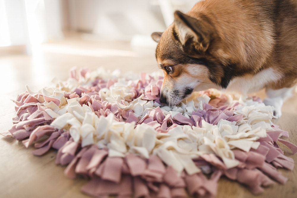 A Pembroke Welsh Corgi focused on sniffing and searching for treats tucked within a pink and white fabric snuffle mat on a wooden floor.