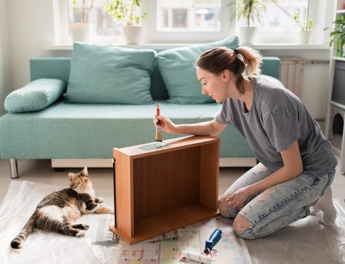 DIY Puzzles & Slow Feeding: How to Build Enrichment on a Budget