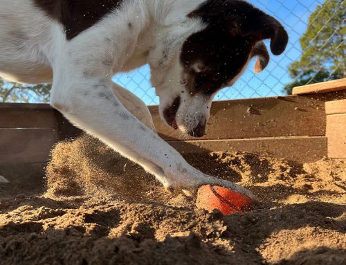 DIY Puzzles & Slow Feeding: How to Build Enrichment on a Budget
