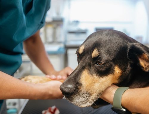How Much Does Emergency Vet Care Cost in St. Petersburg? What to Expect and How to Plan
