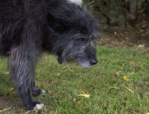 How Can I Help My Senior Pet Move With Less Arthritis Pain?