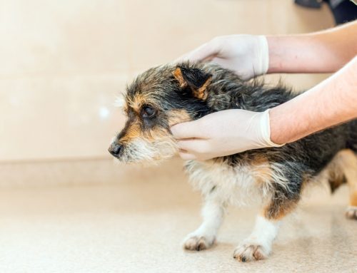 Soft Tissue Sarcoma in Dogs and Cats: What to Know After a Diagnosis