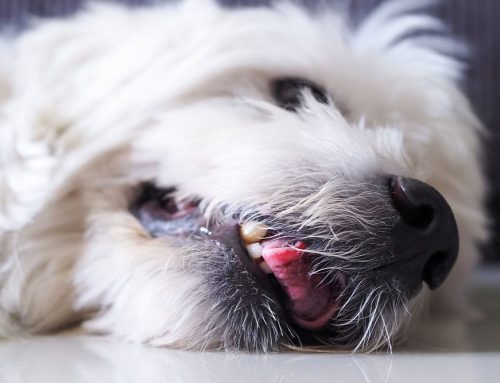 What Should You Do If Your Pet Has a Seizure at Home?