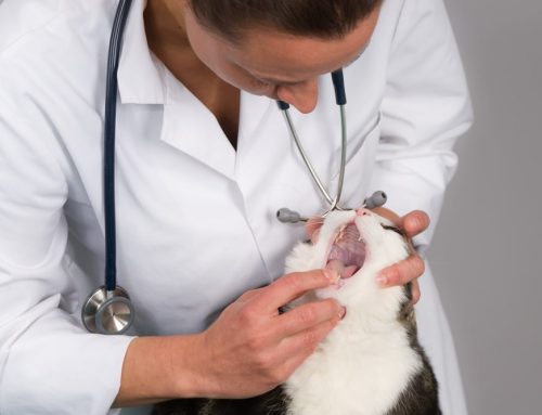 Does My Cat Have Tooth Pain? Understanding Resorptive Lesions