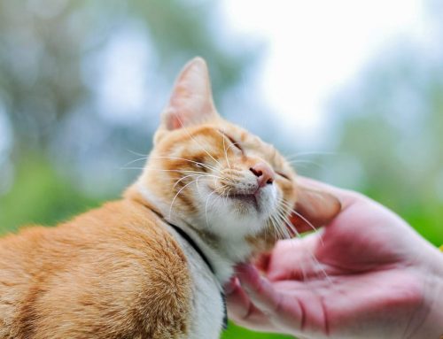 Is My Cat’s Cough Actually Asthma, or Something Else?