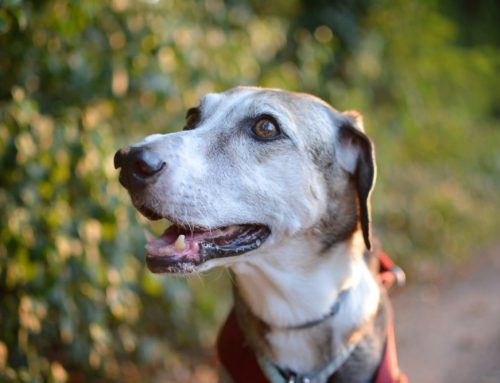 How Do You Know If a Lymph Node on Your Pet Needs Same-Day Attention?