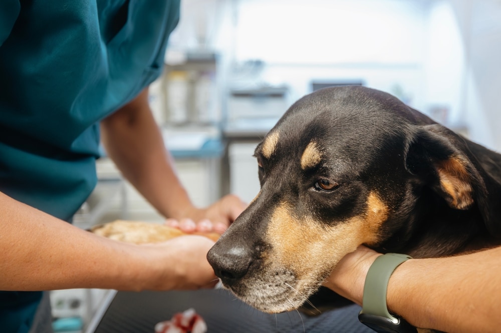 Veterinarian evaluating a dog during a diagnostic examination to identify the cause of illness and develop an appropriate treatment plan.