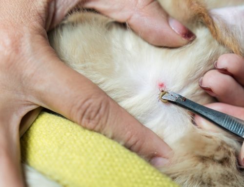 Can a Dog Fully Recover From Lyme Disease If Caught Early?
