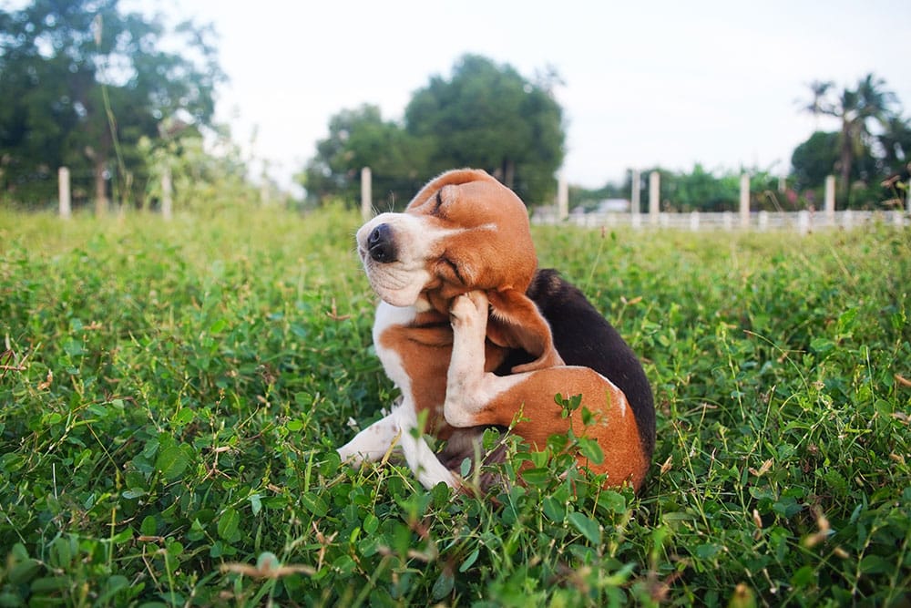 A low-angle shot of a tricolor Beagle sitting in a grassy outdoor field, tilting its head back and squinting its eyes while scratching behind its floppy ear with a hind paw.